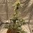 remotelyroot