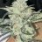 Huntfiregenetics