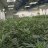 Alaska420