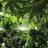 THC.PHD