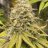 NorthStarDank