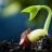 plantAseed9