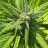 heavenstarcbd