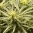Billygrass07