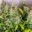 Autoflowersmountup