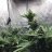 Adaptive_420growing
