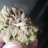 Cbgrowsmj
