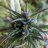Highcountryfarms