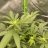 Toke420_775