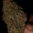 CostumExoticsGrowery