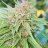 Mainebuds69