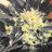 Growlush