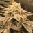 plasticplants