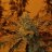 Emeraldjack713