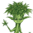 growdabuds