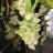flora_of_virginia