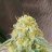 Skunkfarm