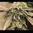 Cannaman7