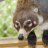 TheCoatimundi