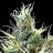 UrCultivationSpecialist