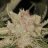 baddazzbuds
