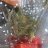 Jammoboy420
