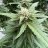 LangBCGrow