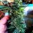 PsTrees