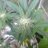 MikeyGreen710