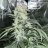 BuckeyeLakeBud