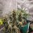 jobogrows