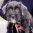 OldDogger
