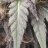 frostybudz