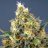 CannaPics