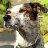 CowDog