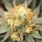 BigBUDS420420