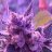 indiofarmgrow