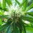 GipGreenThumb902