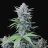 Deesbud_genetics