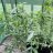 StepGrow