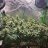 luckytrees
