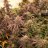 Fishwater23