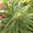BudDeSpencer