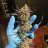 Cannacraze