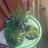 Weedmanthing