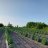 prairiegrower