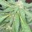DoocheKanoosh