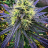 Greenthumb88
