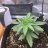 Newbiegrower3x3