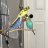 Parakeets